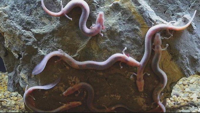 世界最像“龙”的动物，可7年不吃不喝，12年才交配一次！