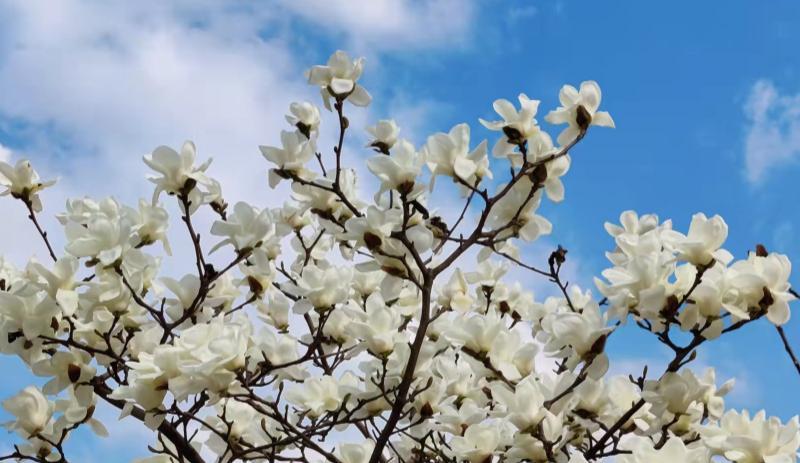 社交恐惧症|社恐的本质是什么？