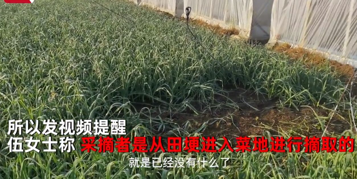 女子巡视菜地,发现被偷20公斤,直接吓哭:我刚打了农药