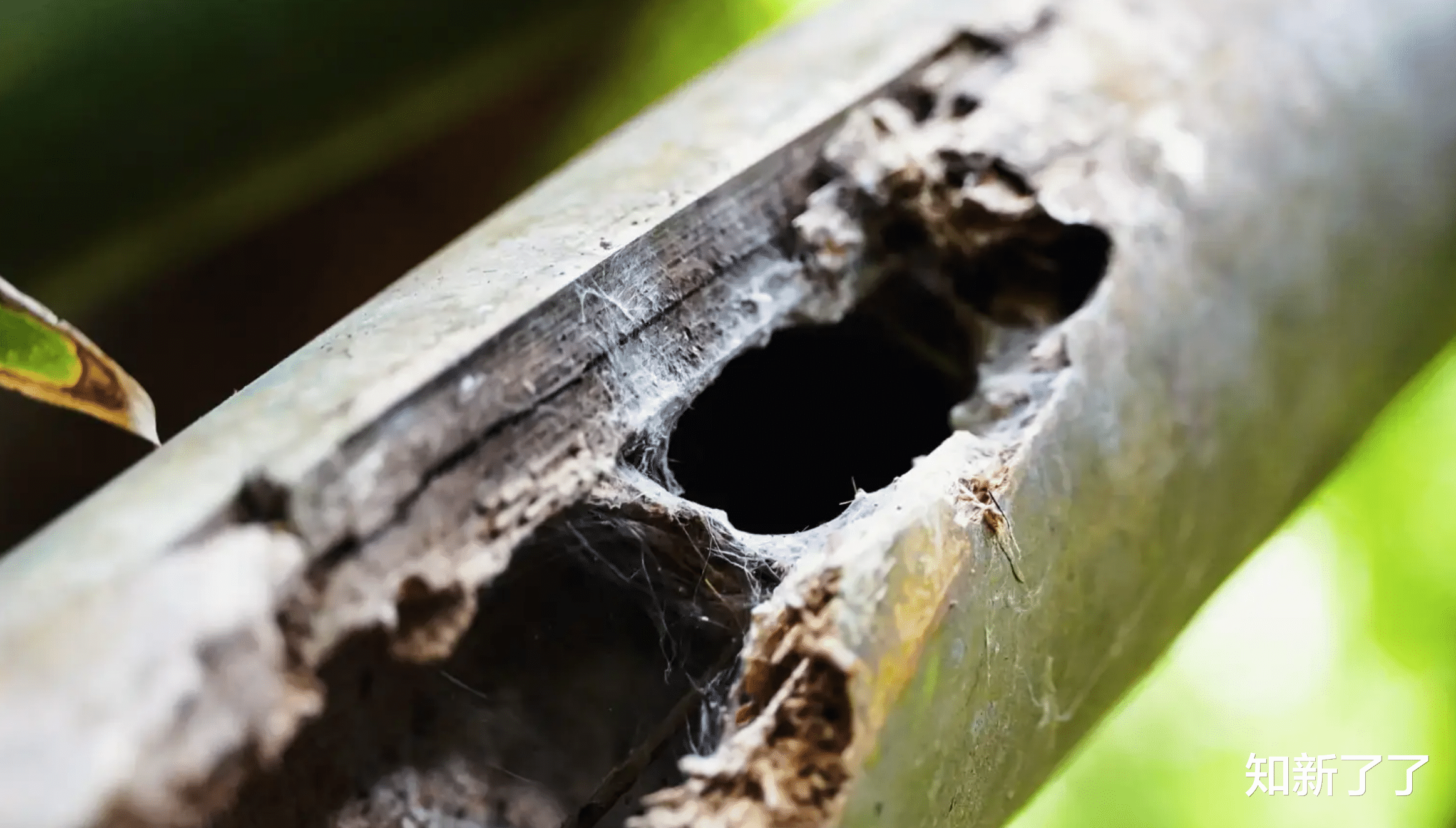 一种新发现的狼蛛喜欢潜伏在竹子里