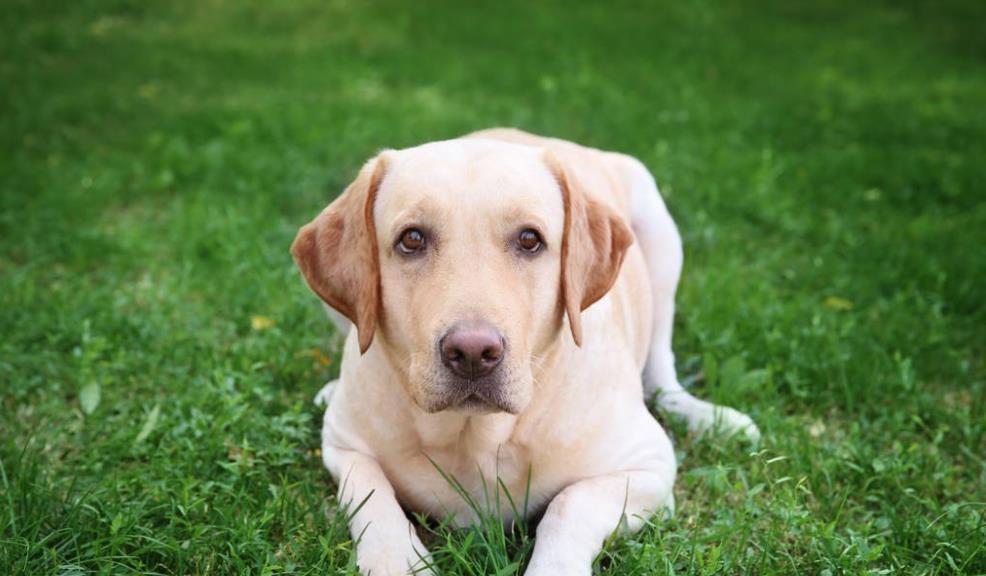 江苏男子救出待宰警犬，一年后儿子被人贩子掳走，警犬千里将其救回