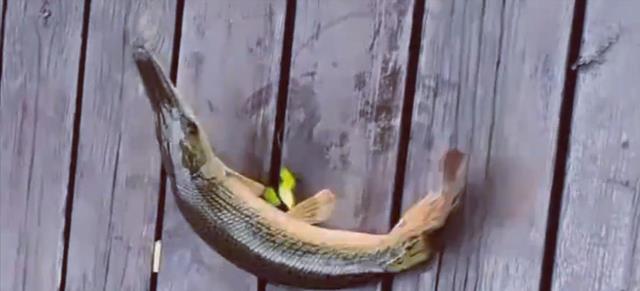 鳄雀鳝|鳄雀鳝的好日子到头了，云南钓鱼人3分钟钓一条，网友：有天敌了