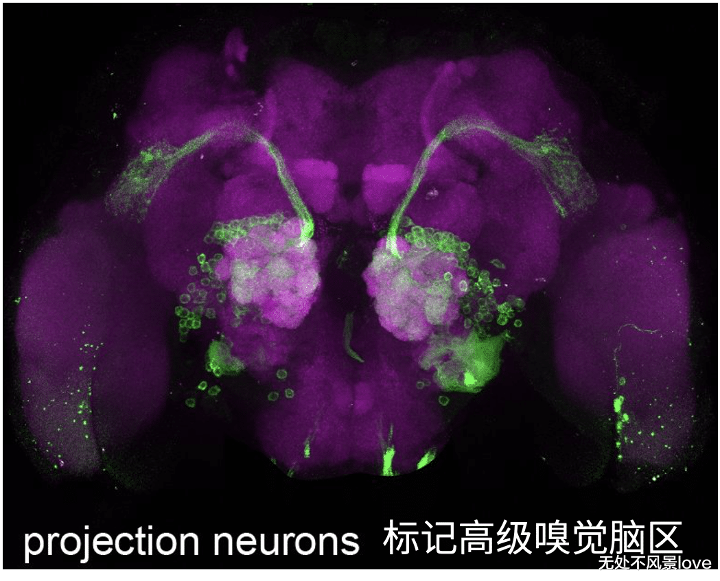 博士用自己的血一天喂3000只蚊子,终一作发Nature揭示“蚊子怎么只咬你”