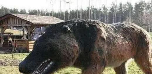 已灭绝50万年的“驴头狼”，现如今出现在神农架，这是在警示什么？