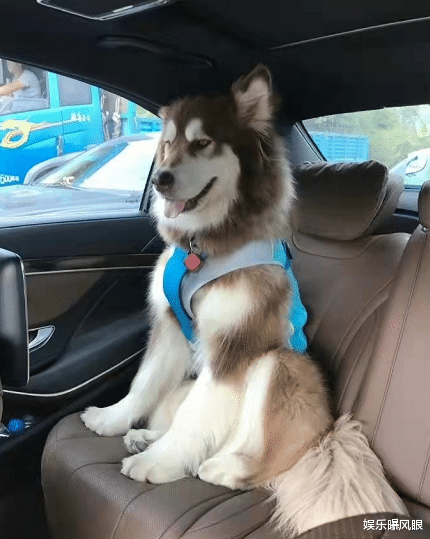 王思聪|王思聪的狗有多豪横?睡20万的窝,一顿饭要2000,网友:有钱任性