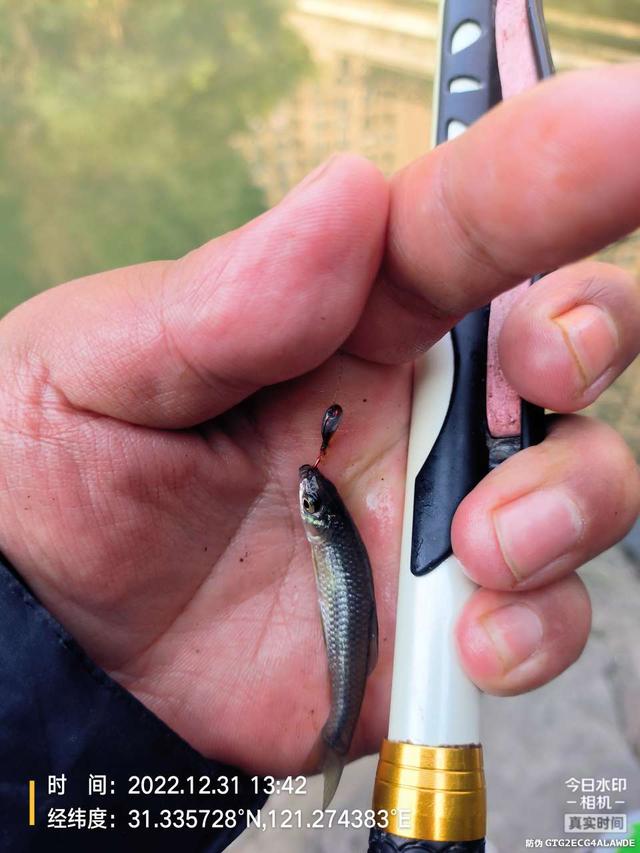 |2022年最后一钓，最大的鱼是斤鲫！