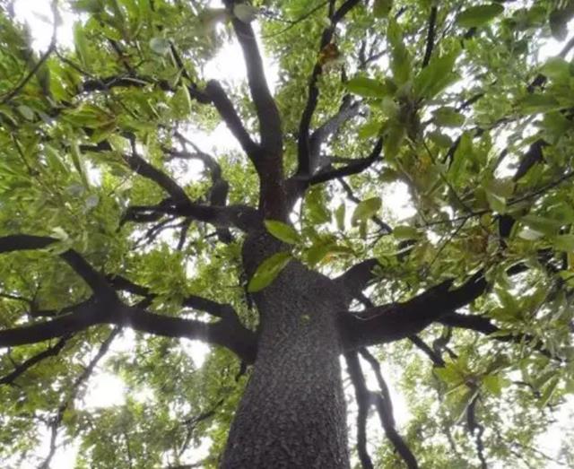 中国一棵树，一斤“树叶”值500万，全天派兵守护，是何方神圣？