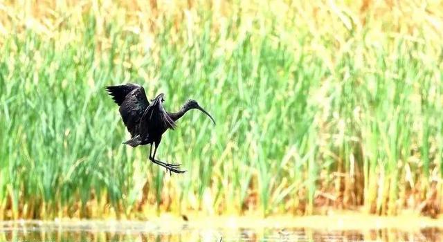 罕见！甘肃黑河濒危珍禽彩鹮绝迹重现两次现身黑河，暗示了什么