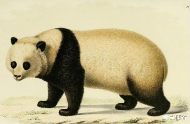 大熊猫起源欧洲?多地发现熊猫化石,距今1000万年,我国专家咋说?