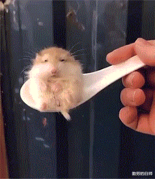 |“华为1996年的招聘广告,大家自己感受一下!”哈哈哈哈人才啊