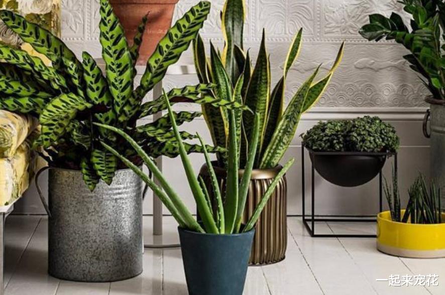 卧室养花有讲究,4种被拉入“黑名单”的花,再喜欢也别养在家里