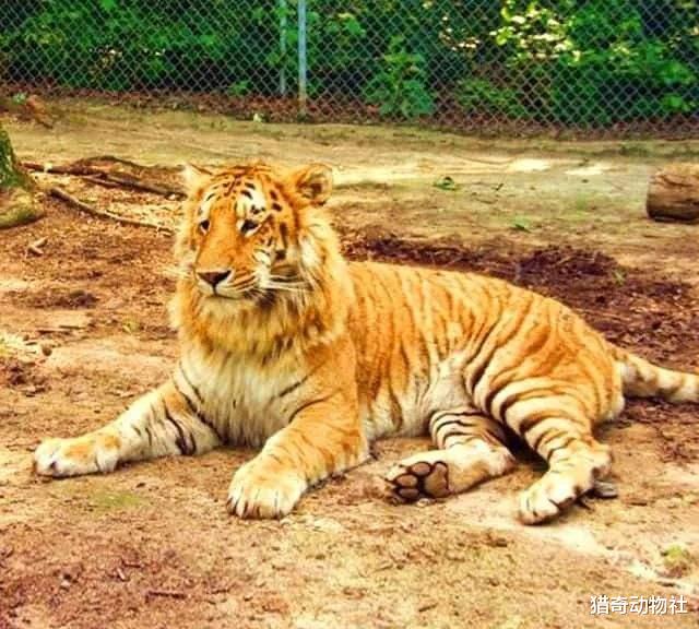 同样是杂交产物,为何狮虎兽能长800斤,而虎狮兽却不能?