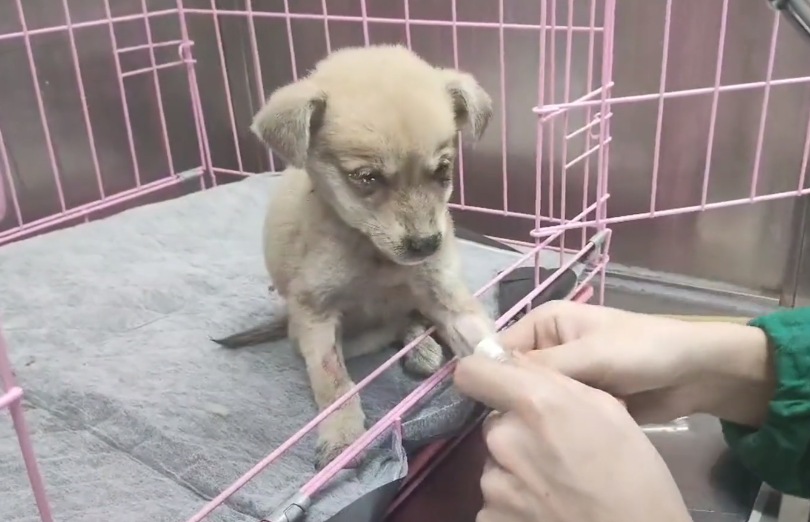 犬瘟、细小加冠状，仅两个月的小奶狗被救助后，在宠物医院里默默流泪