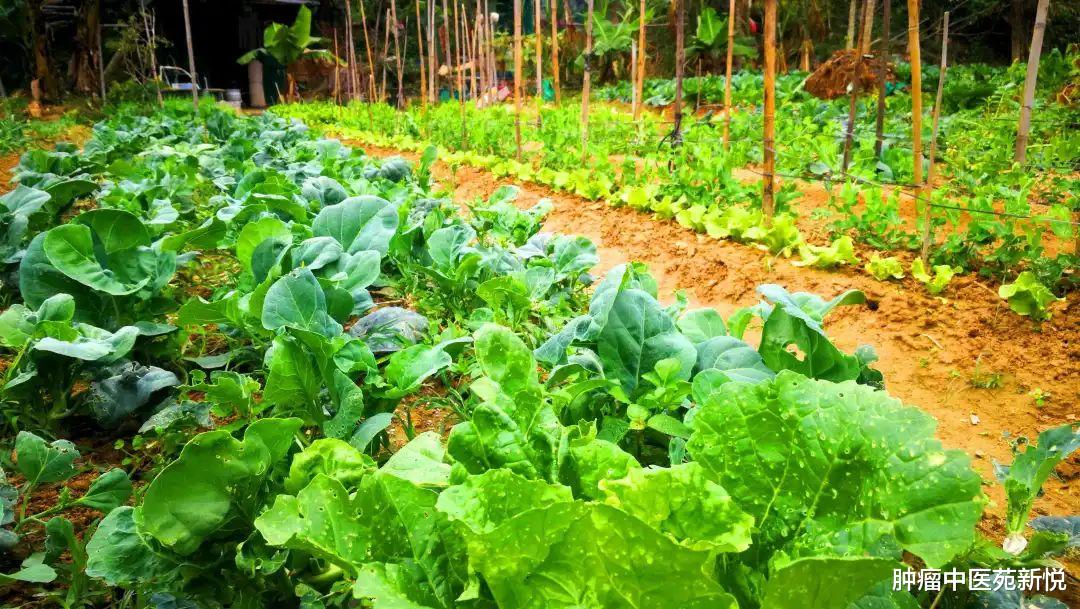 睡眠|5年的肺结节，中医一个方子，化痰除湿，标本同治，消结节