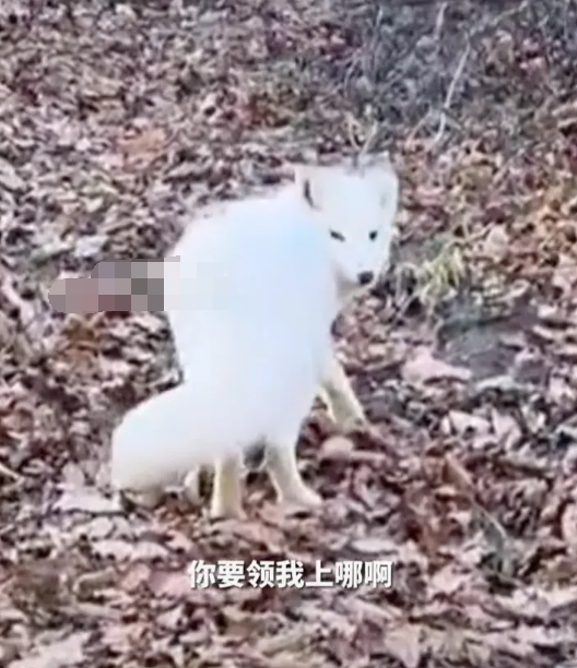 聊斋再现?男子投喂白狐后被引见给同伴,看上小伙了,想拜堂成亲