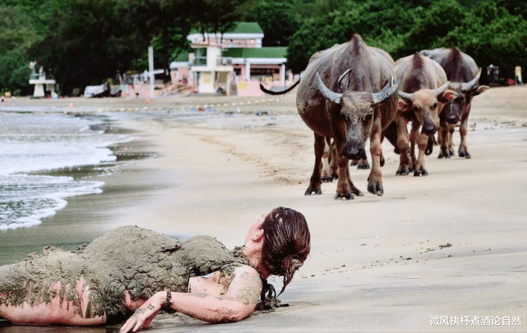 石油|难得！香港居然生活着上千头野牛，在海中游泳，还与居民和谐相处