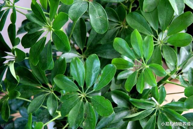 新装修的房子，一定要养的几种“盆栽”，堪称天然空气净化机