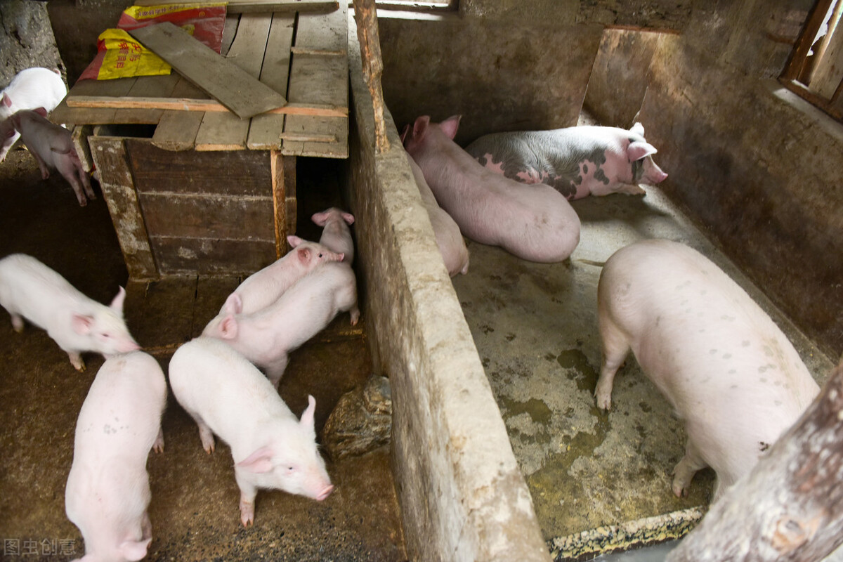 最近几天小猪拉稀的比较多,用了药没有效果,教你一招快速治好