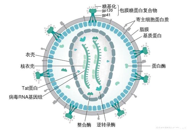 造个疫苗这么难?40年过去,为什么还没有能预防艾滋病的疫苗?