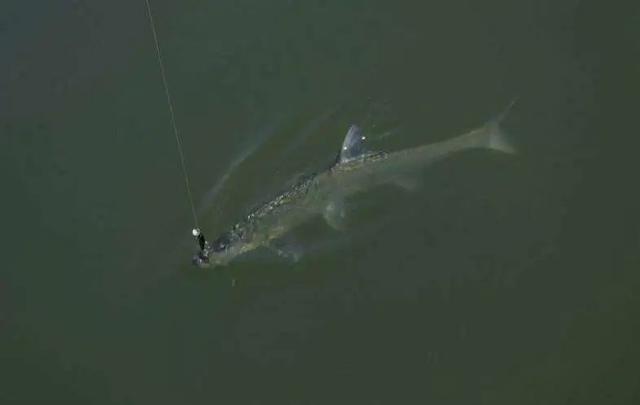 |冬季野钓注意这四种情况可钓浅