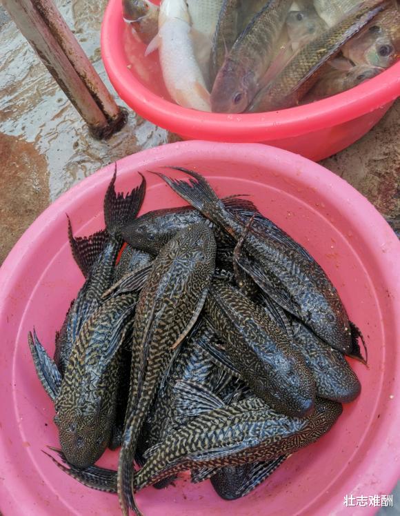 入侵物种之鳄雀鳝，没天敌且凶猛，钓鱼人能治？