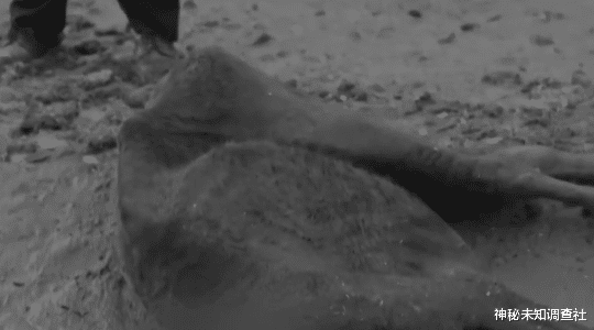 诡异的动物集体死亡之谜,真是外星人搞的鬼?