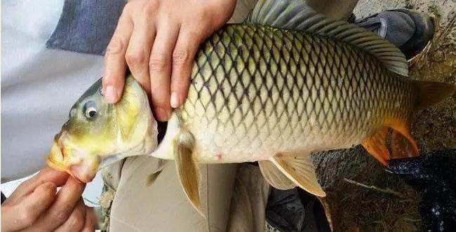 饵料|想要弯弓搏大鲤，却总是与大鱼无缘，问题常出现在这4个方面