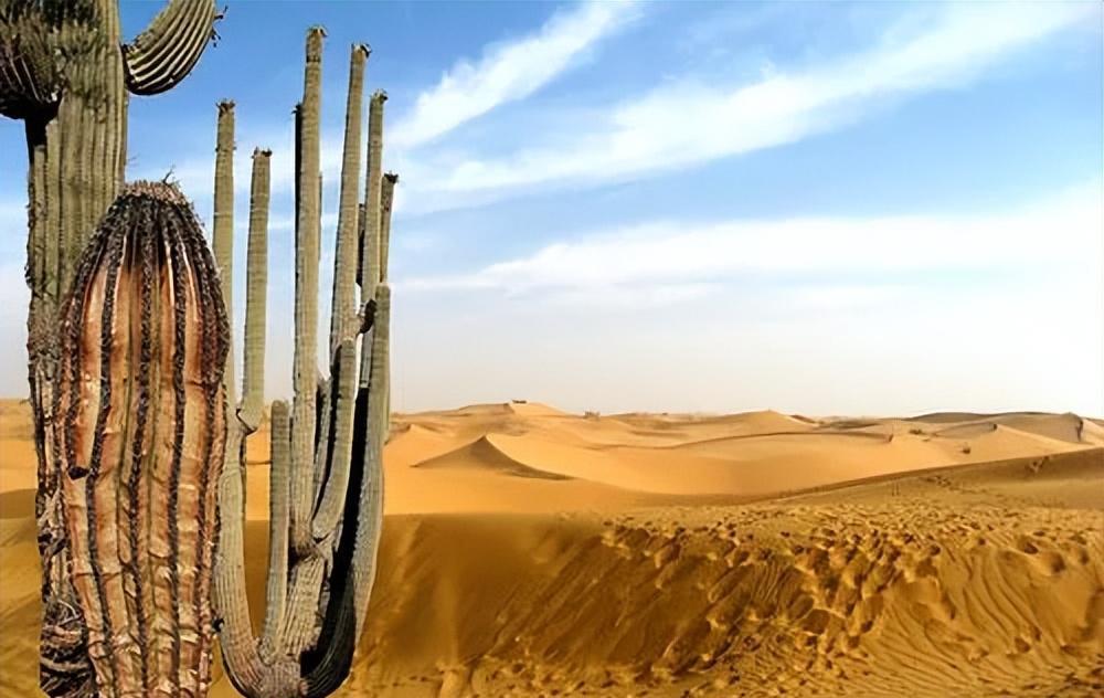 澳大利亚|仙人掌在澳洲沙漠泛滥成灾，为何我国沙漠见不到仙人掌的身影？
