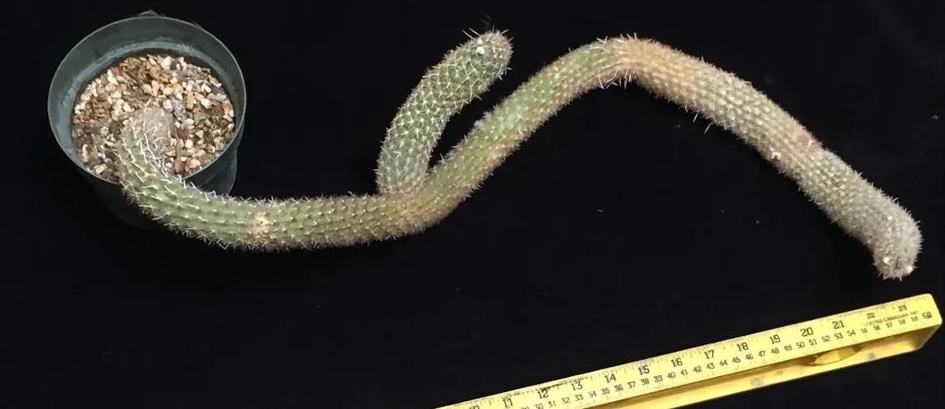 |2018年他在旅游时挖到一棵仙人掌，结果4个月后出价167万都不肯卖