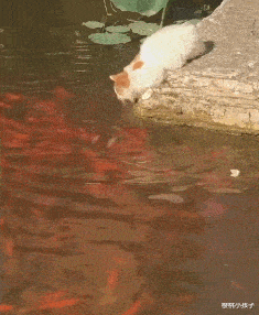 沈梦辰|沈梦辰：一朝领证天下知，十年青春终不悔，杜家豪门有多难进？