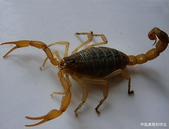 中药|分享常用抗癌中药——全蝎，功效息风止痉、解毒散结、通络止痛