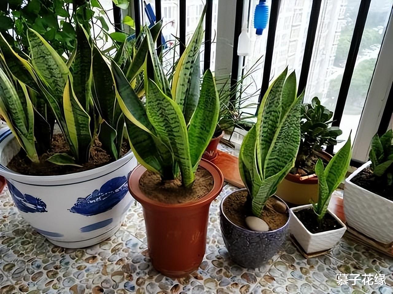 5种花草,养在卧室,装饰家居的同时,还能净化空气、助睡眠