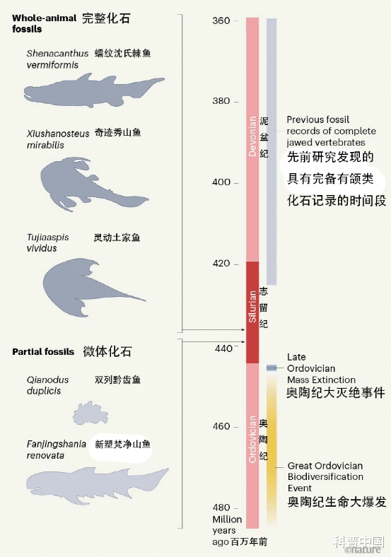 当我们吃鱼时,是在吃自己的祖先吗?