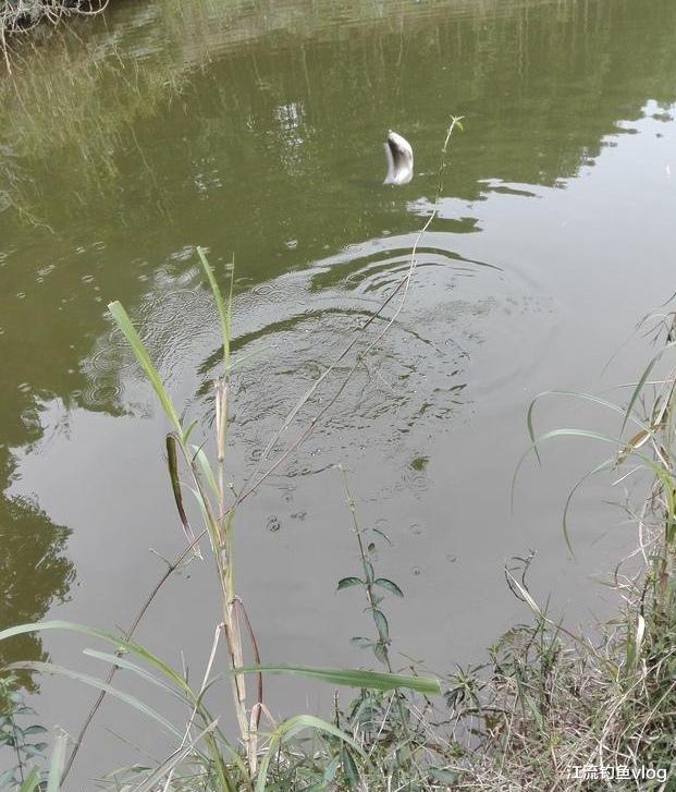 鳑鲏|选好这三个时间挂蚯蚓作钓，鱼获满满