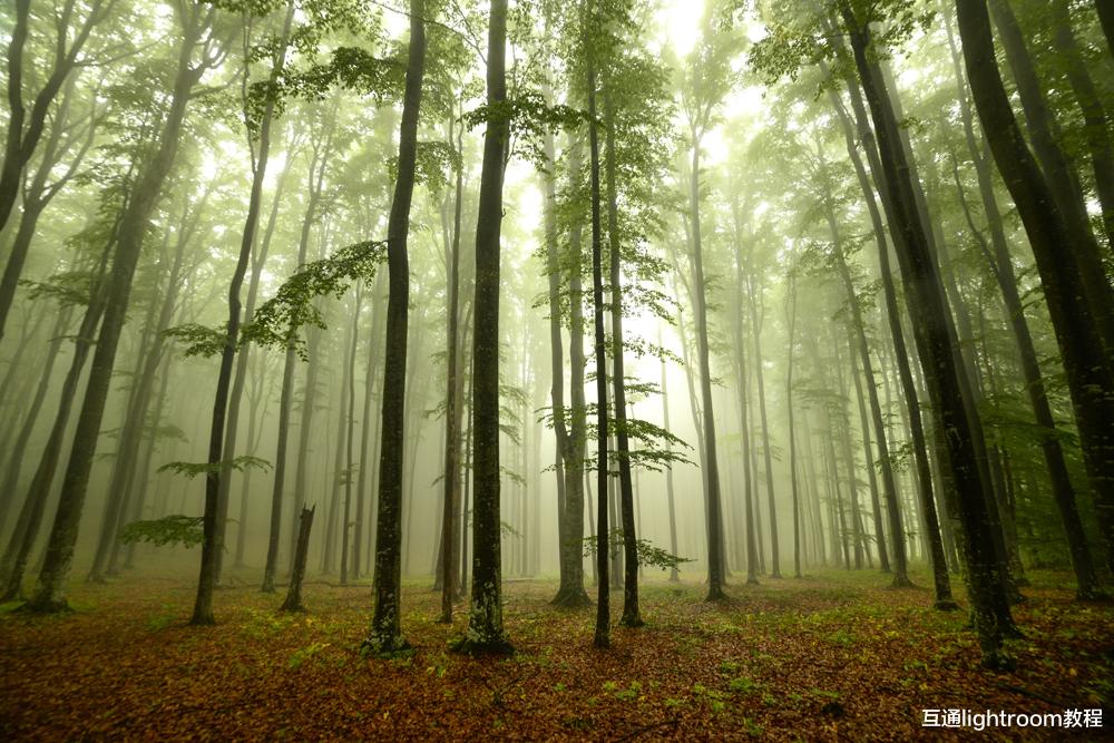 森林里怎么拍出好看的森林照片,这6个方法学起来