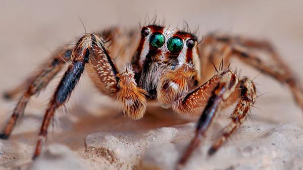 Sbike动植物百科：生活中最常见的十大蜘蛛，虽随处可见，你却不一定知道它们的名字！（上）