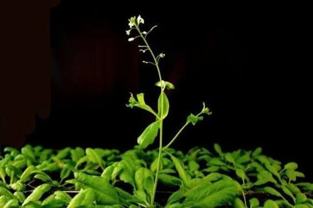 水稻、拟南芥、蔓越莓,神舟十四号为啥带它们回来?各有各的用处