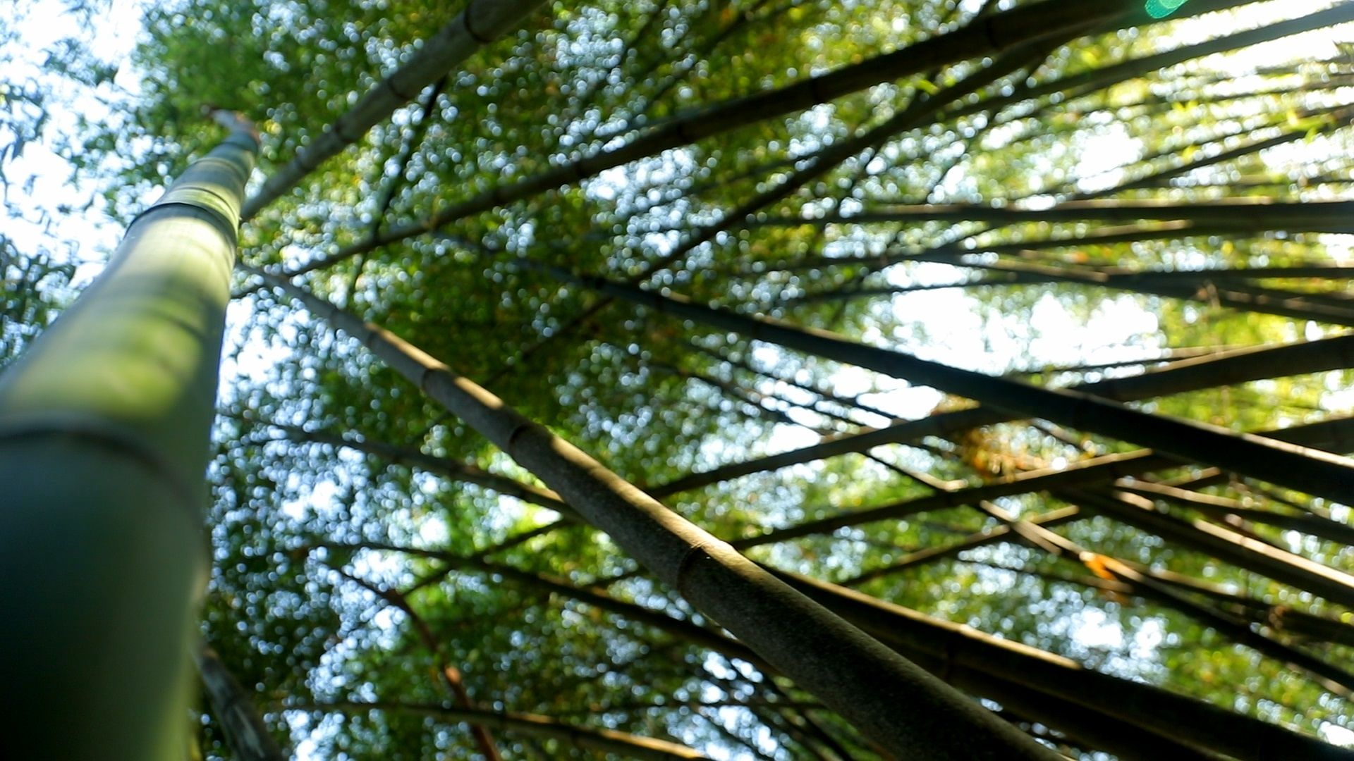 河南|河南洛阳这个避暑景点，夏天气温仅25度，盛夏旅游好去处还免费