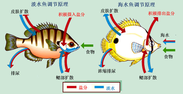 自然界本没厕所,为何哺乳动物还进化膀胱憋尿?原来膀胱大有用处