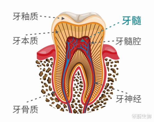 干细胞储存成热潮,到底是“智商税”还是造福人类的新希望?