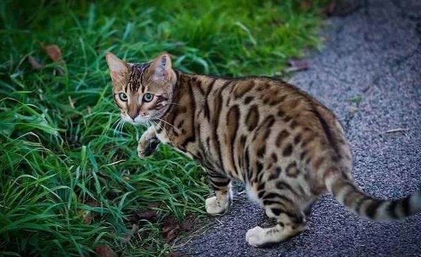 老汉救豹猫幼崽,3年后儿子为要钱将其打伤,豹猫护主将其抓伤