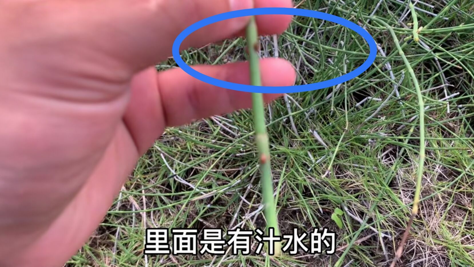 家具老板高价收购“野草”,出价15块钱一斤,为什么会这么值钱?