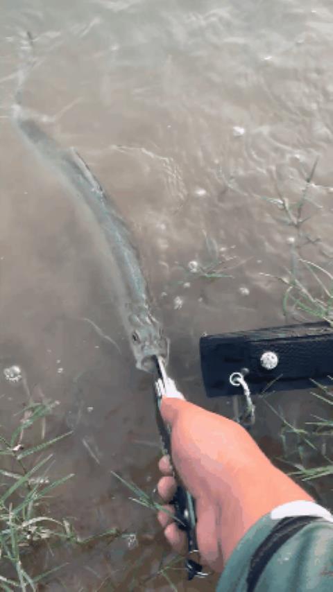 水库|害鱼?安徽一男子水库钓起“水老虎”,因放生遭围观大叔臭骂