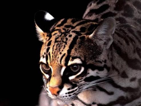 老汉救豹猫幼崽,3年后儿子为要钱将其打伤,豹猫护主将其抓伤