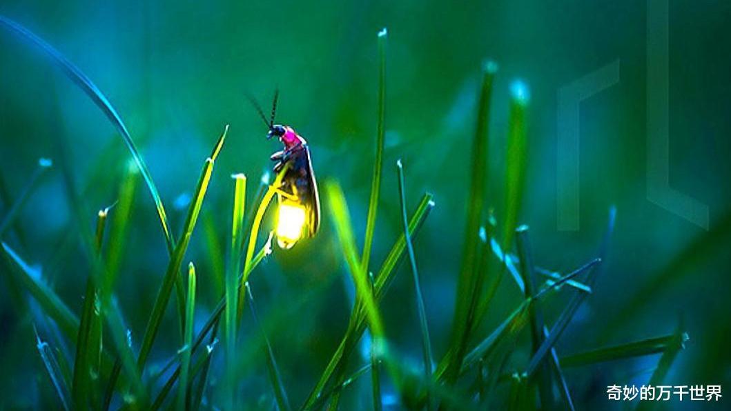 萤火虫用不同频率的闪光吸引异性，有时雌虫会设下“死亡约会”