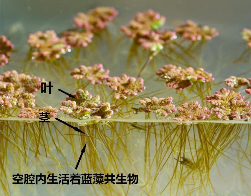 4900万年前,一种植物泛滥冰冻地球,能否通过再次泛滥拯救人类?