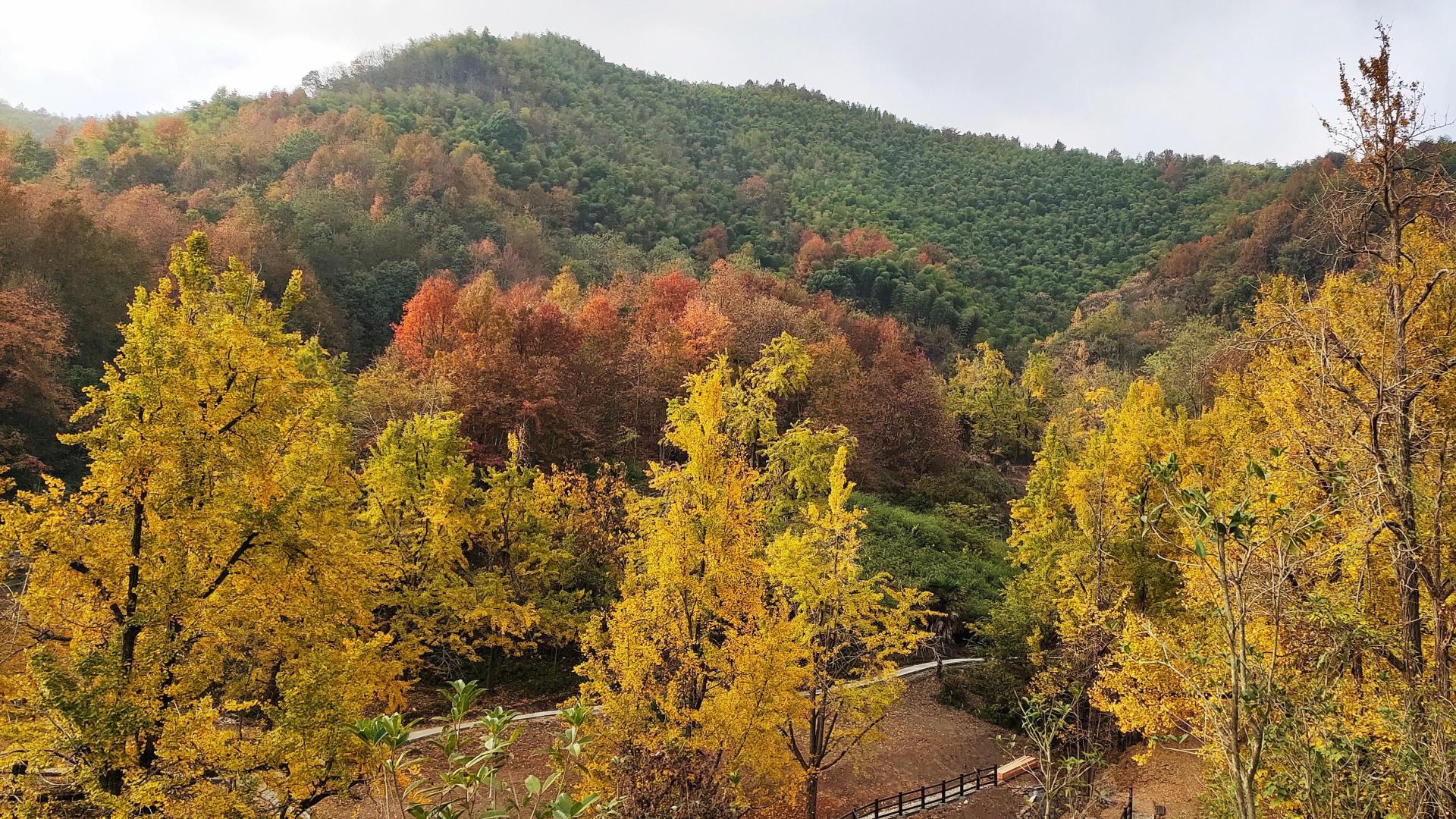 银杏树|浙江这个古村落居于山岙，却成为网红村，1200多棵银杏树美如仙境