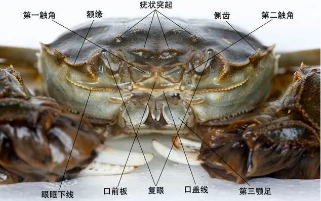 甲壳动物最终会进化成为“螃蟹”?是否有神秘力量,推动这种进化