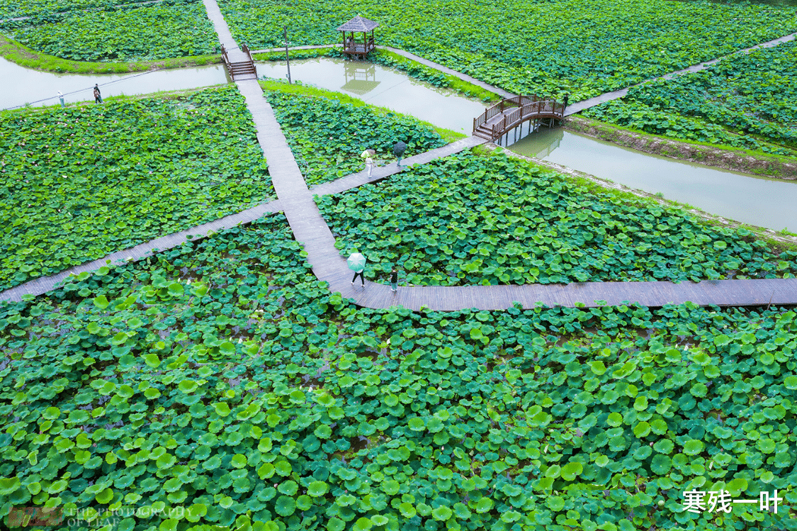 神农架|华东最大的乡村荷花池，荷花含苞欲放，关键还免费，你心动了吗？