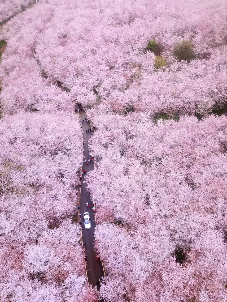 胡桃里|中国隐藏的樱花秘境，万亩樱花齐开，错过只能再等一年